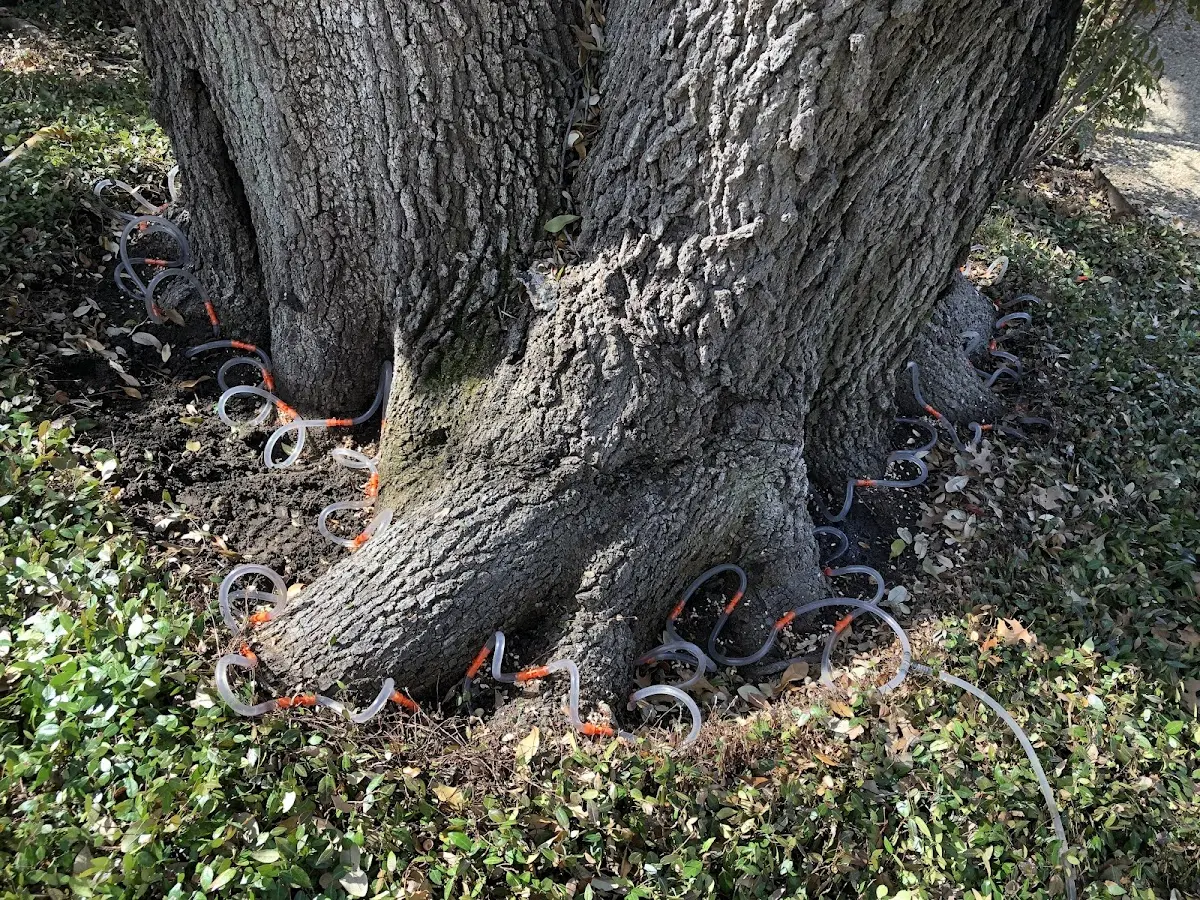 Detailed Tree Cabling and Bracing job site in Oakley